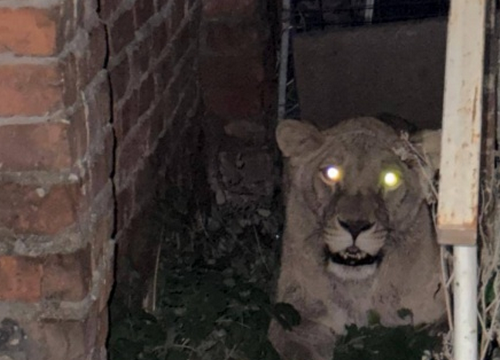 Піднімали дрони в небо: поліція показала кадри пошуку левиці у Хмельницькому Піднімали дрони в небо: поліція показала кадри пошуку левиці у Хмельницькому